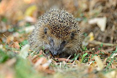 好评如潮 《如龙7外传：无名之龙》通过Steam Deck验证